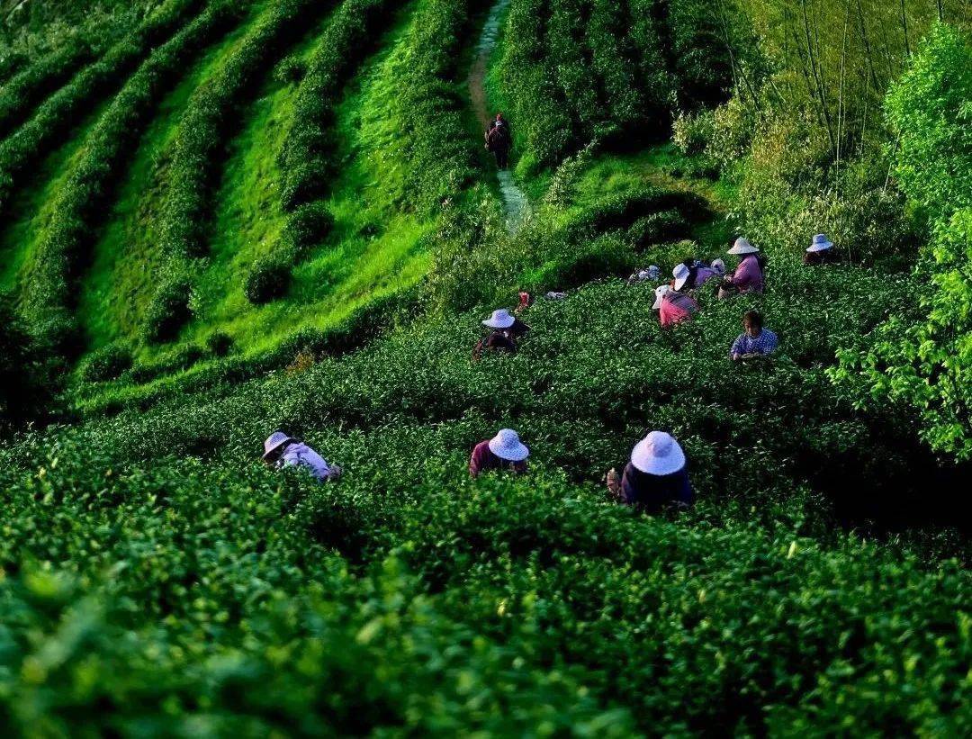 余杭径山村入选浙江首批未来乡村建设试点村