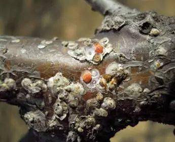 介壳_防治_枝条