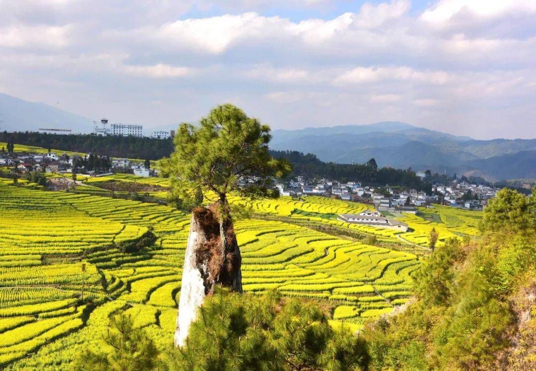 "醉"美博尚花海在等你_临翔区_油菜花_临沧市