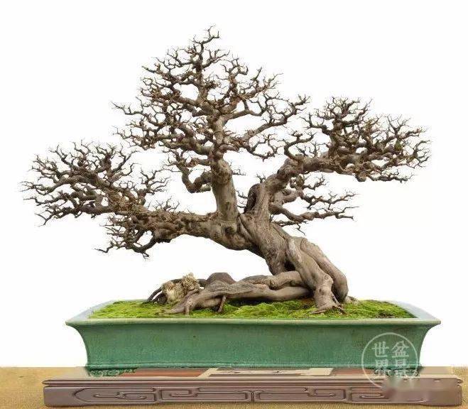 岭南雀梅王_张新华_作品_盆景