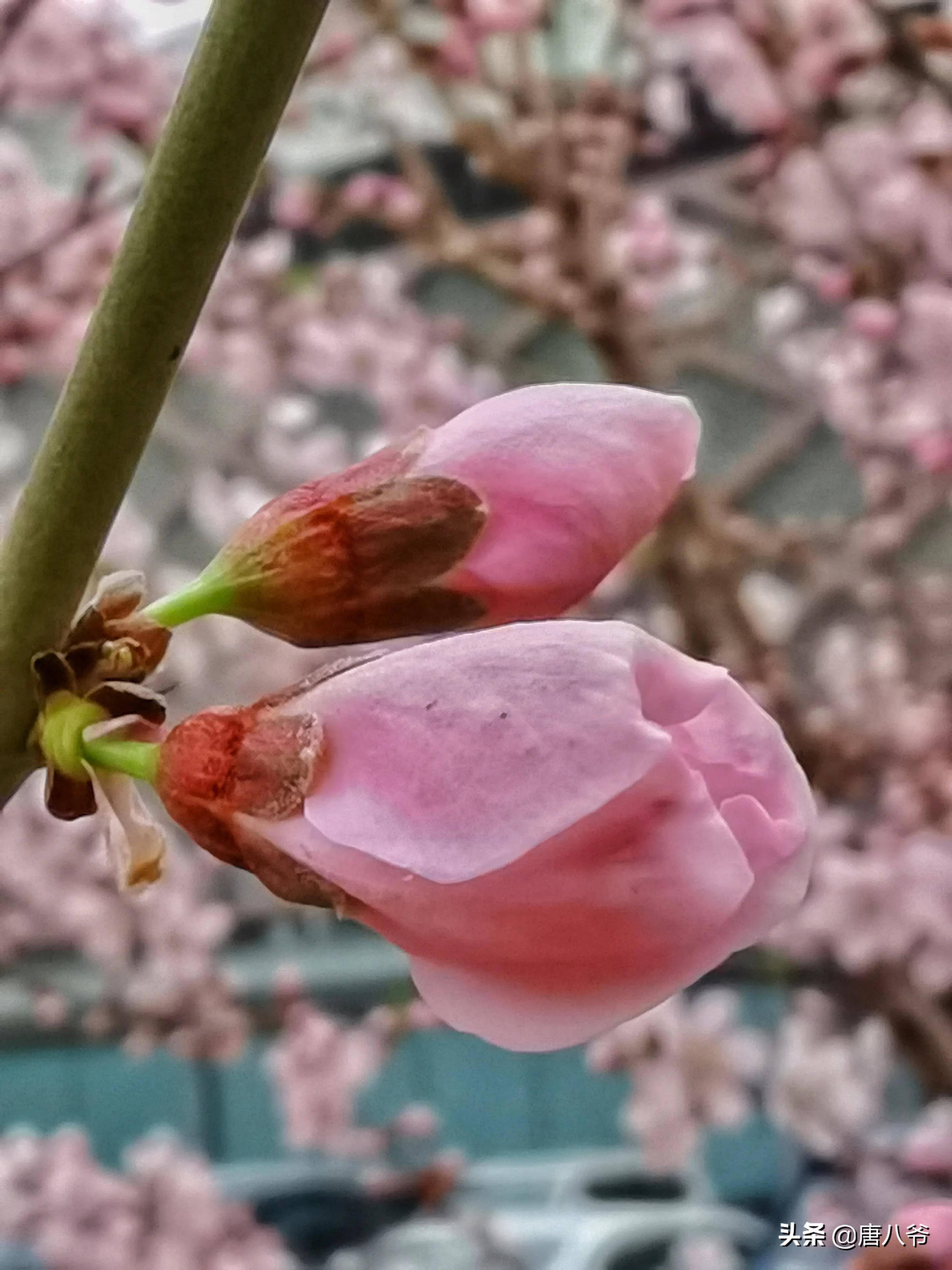 桃花的花骨朵儿图片