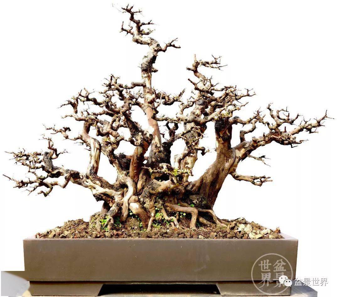 岭南雀梅王_张新华_作品_盆景