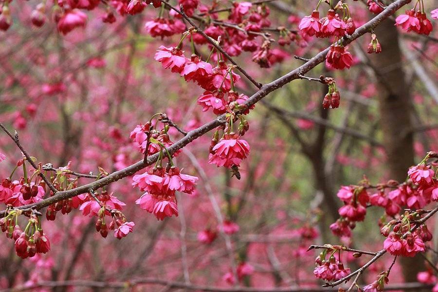 粉色|福建华安：樱花烂漫迎客来