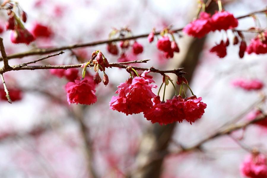 粉色|福建华安：樱花烂漫迎客来