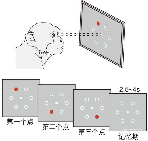 次序|《科学》发表中科院脑智卓越中心成果 揭示序列工作记忆在猕猴大脑中表征的几何结构