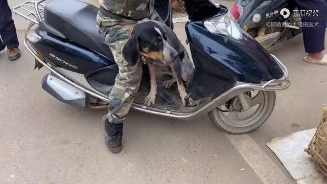 大哥拉来一条名贵"蓝斑"犬,据说买小狗时就花了六