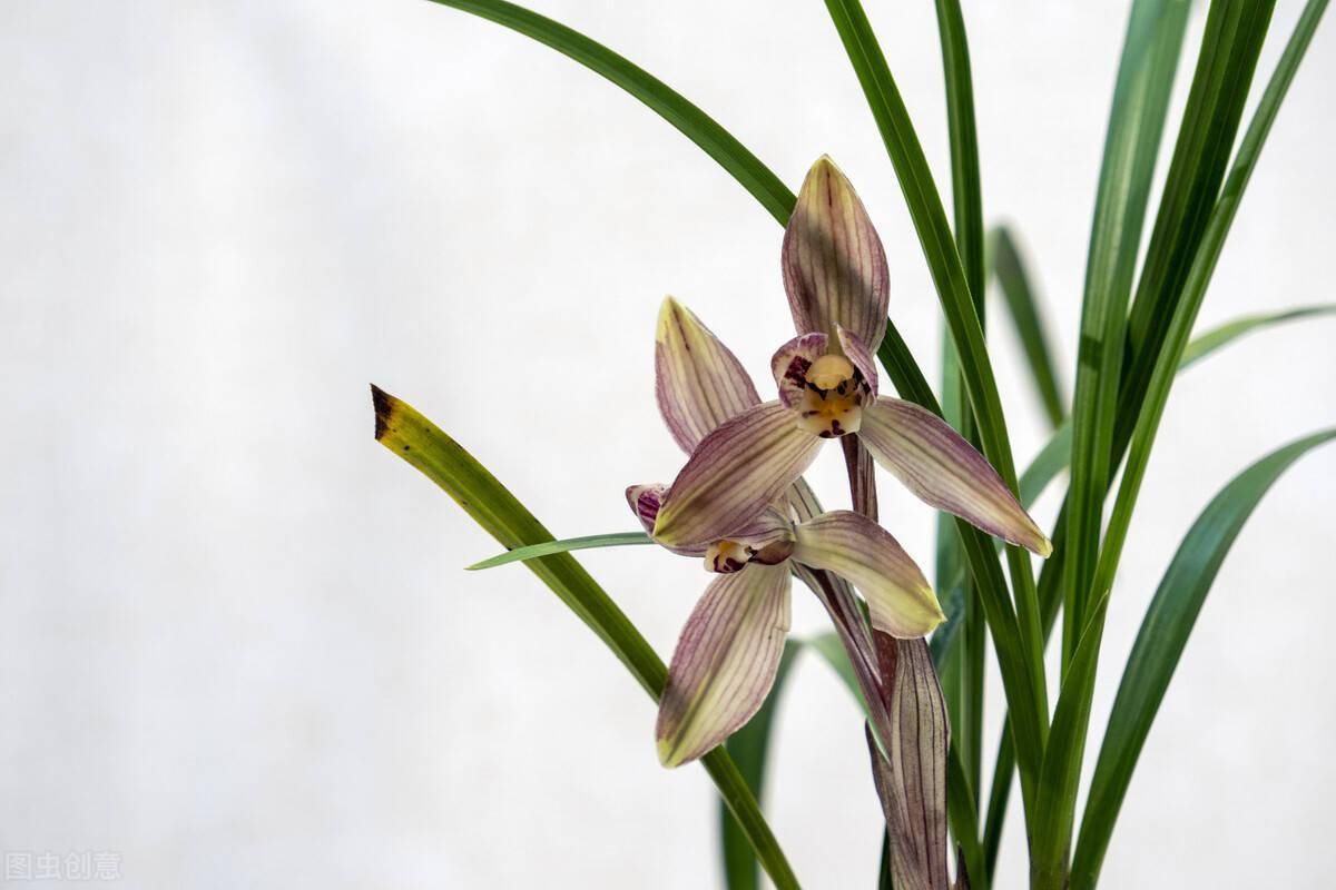 兰花怎么修剪好看 1c06ee1f7ad14608a71a4c23c2695916.jpeg