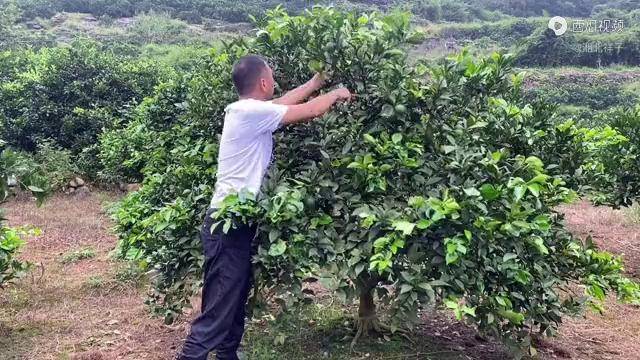 脐橙修剪教学视频(脐橙修剪示范图)