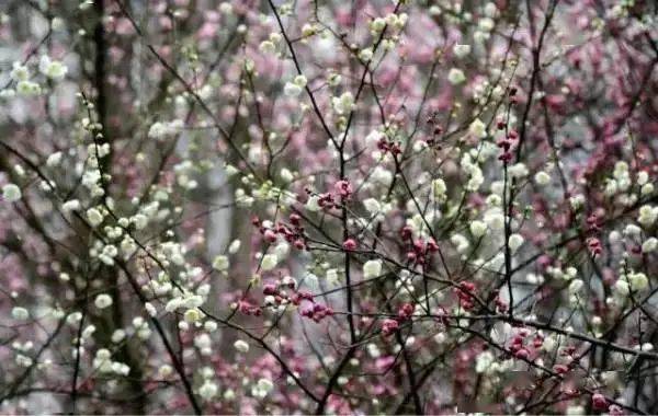 梅花|春花开枝头，花脸鸭悄悄露头......这是成都的春天~