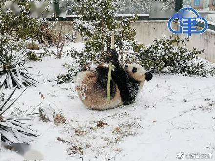 冰墩|来天津看现场版的冰墩墩