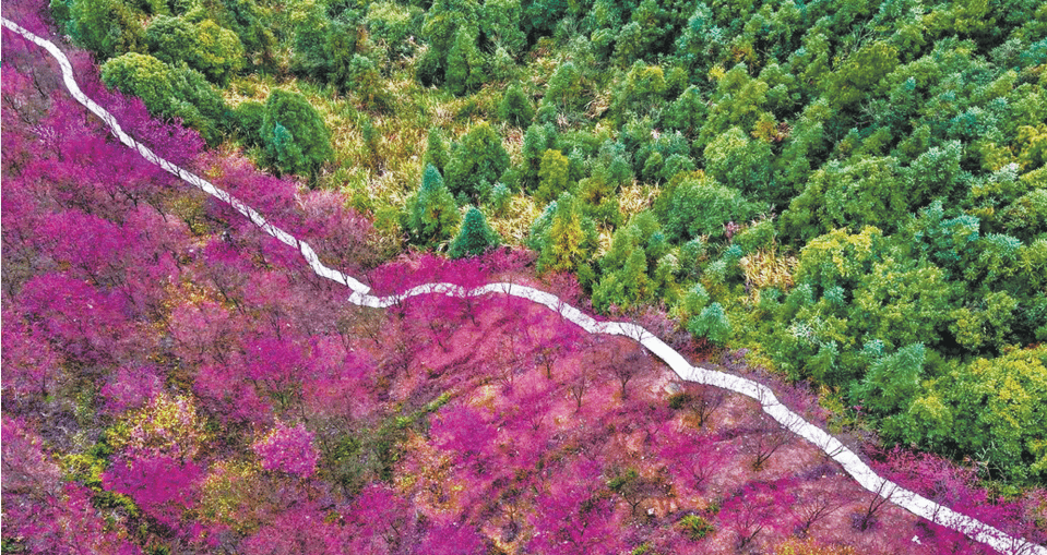 桃花|福州：梅花将谢百花开 满城尽是深浅色