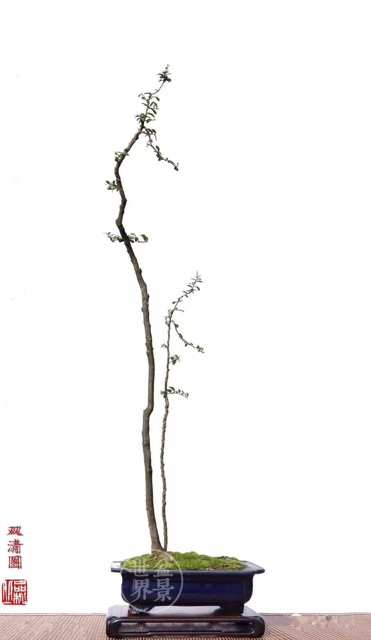 情人树_今天情人节_作品_cm