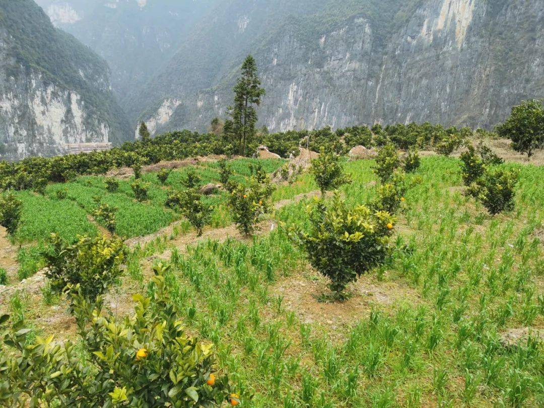 当代"愚公"毛相林讲述"面条"故事_下庄村_三峡集团_巫山县
