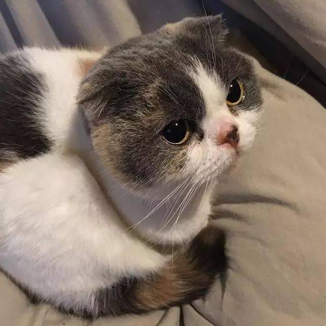 圆球_花色_体型