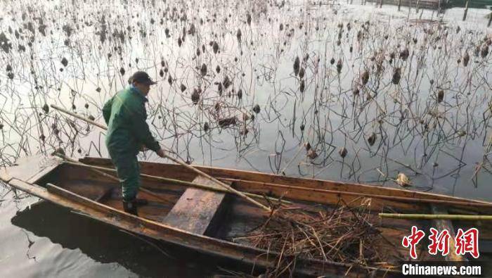 杭州西湖残荷开始收割清理 150亩荷花4月可见小荷尖角