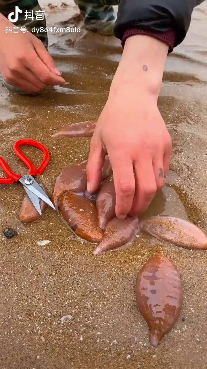 有见过海老鼠的吗抖音陪你环游世界