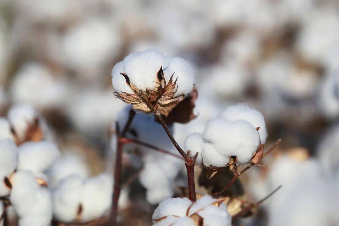 新疆棉花到底藏着多少中国科技树