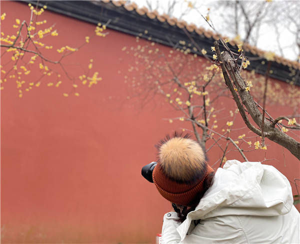 中国|梅花报春早 南京梅花山风景正好