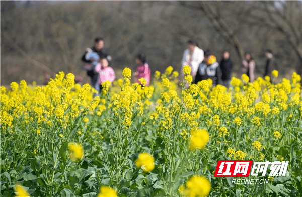 油菜花|湖南道县：春光好 享时光 忙春耕