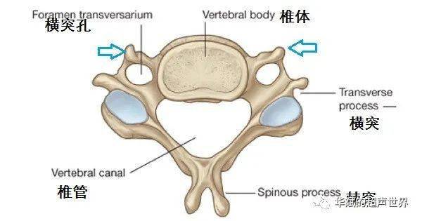 超声解剖61颈动脉结节