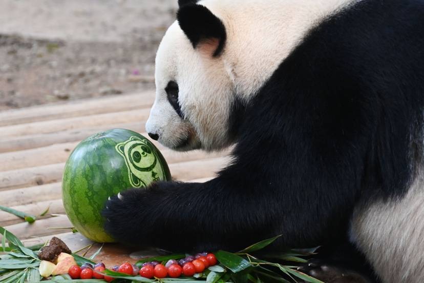 动物园熊猫庄园里,饲养员用西瓜和大熊猫爱吃的食物制作了水果墩墩