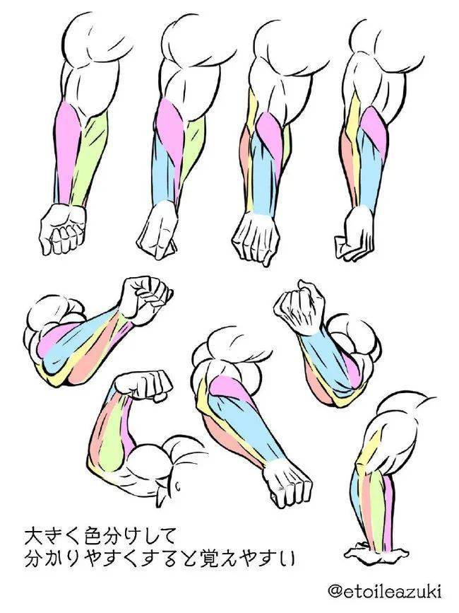 绘画教程四肢肌肉绘制参考かまたpid6103086