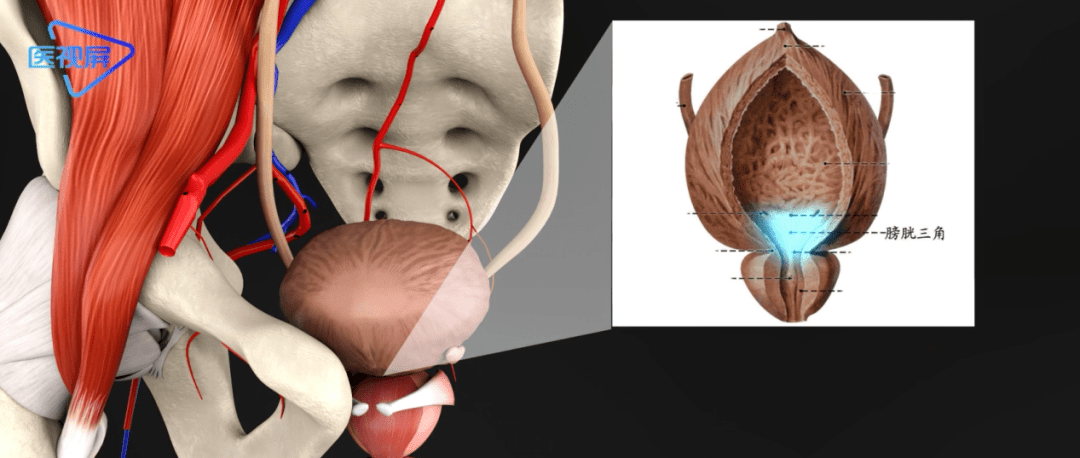 最后,让我们用视频直观的看一下膀胱的生理解剖结构吧!