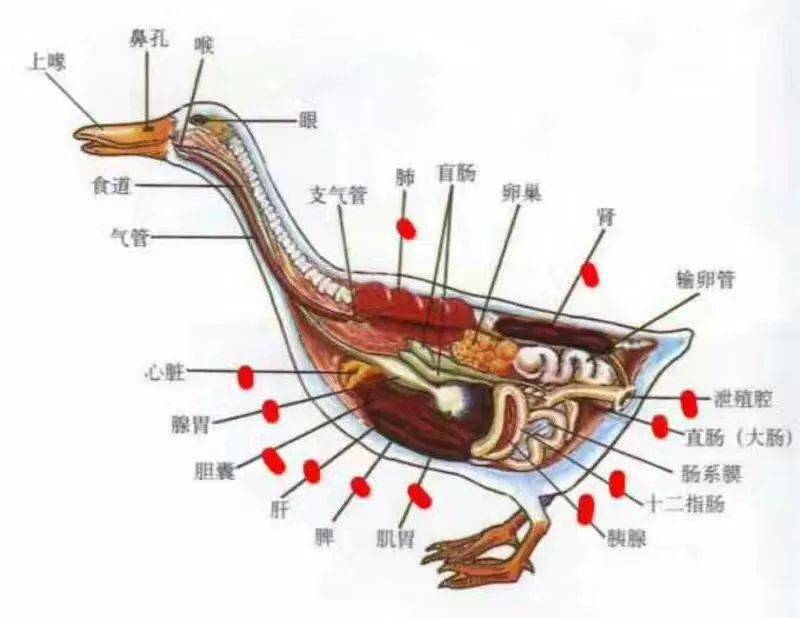 鸭子的内脏分解图片图片