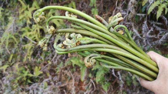 癌症越來越常見4種野菜或易致癌建議少碰別再蒙鼓裡了