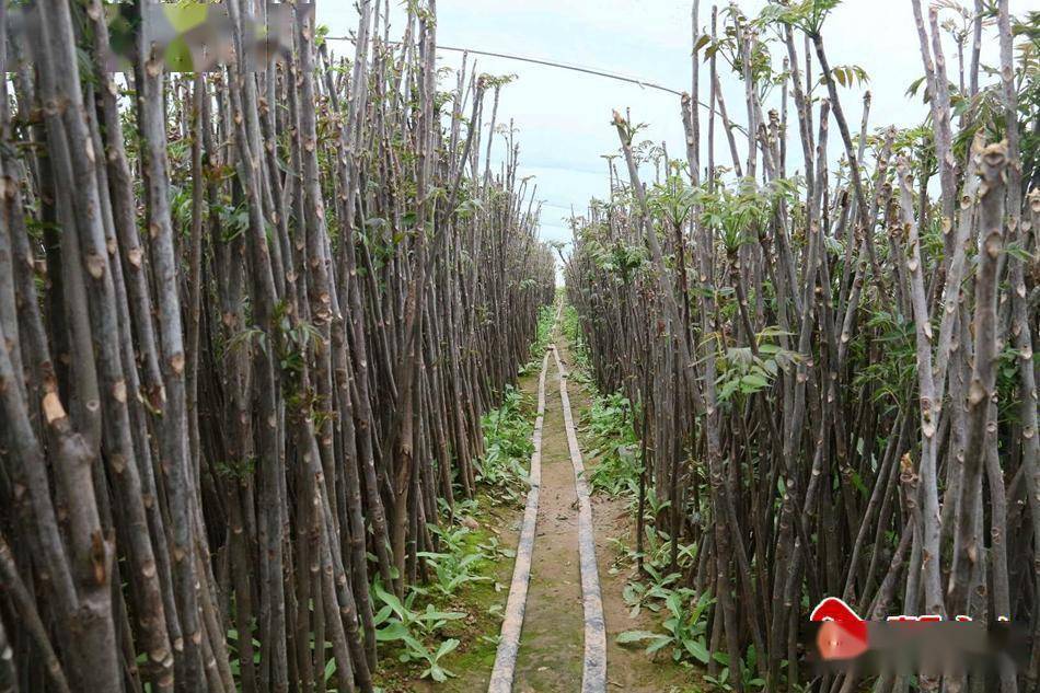 武山县城关镇清池村:大棚里"椿"意盎然_香椿_发展_种植园