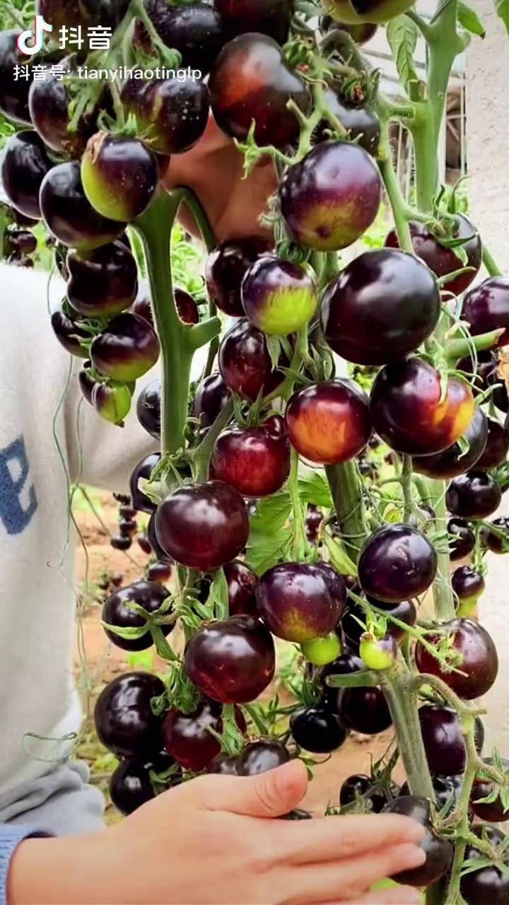 富含花青素得多黑番茄糖多水足皮薄肉嫩南方北方都可以种抖音助农番茄