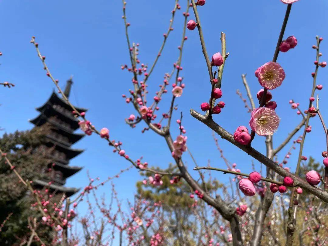 门票|梅花季上线！你要的古风红墙映梅高清图都在这里啦