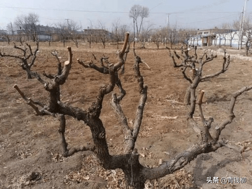 枣头和枣吊的区别图片图片