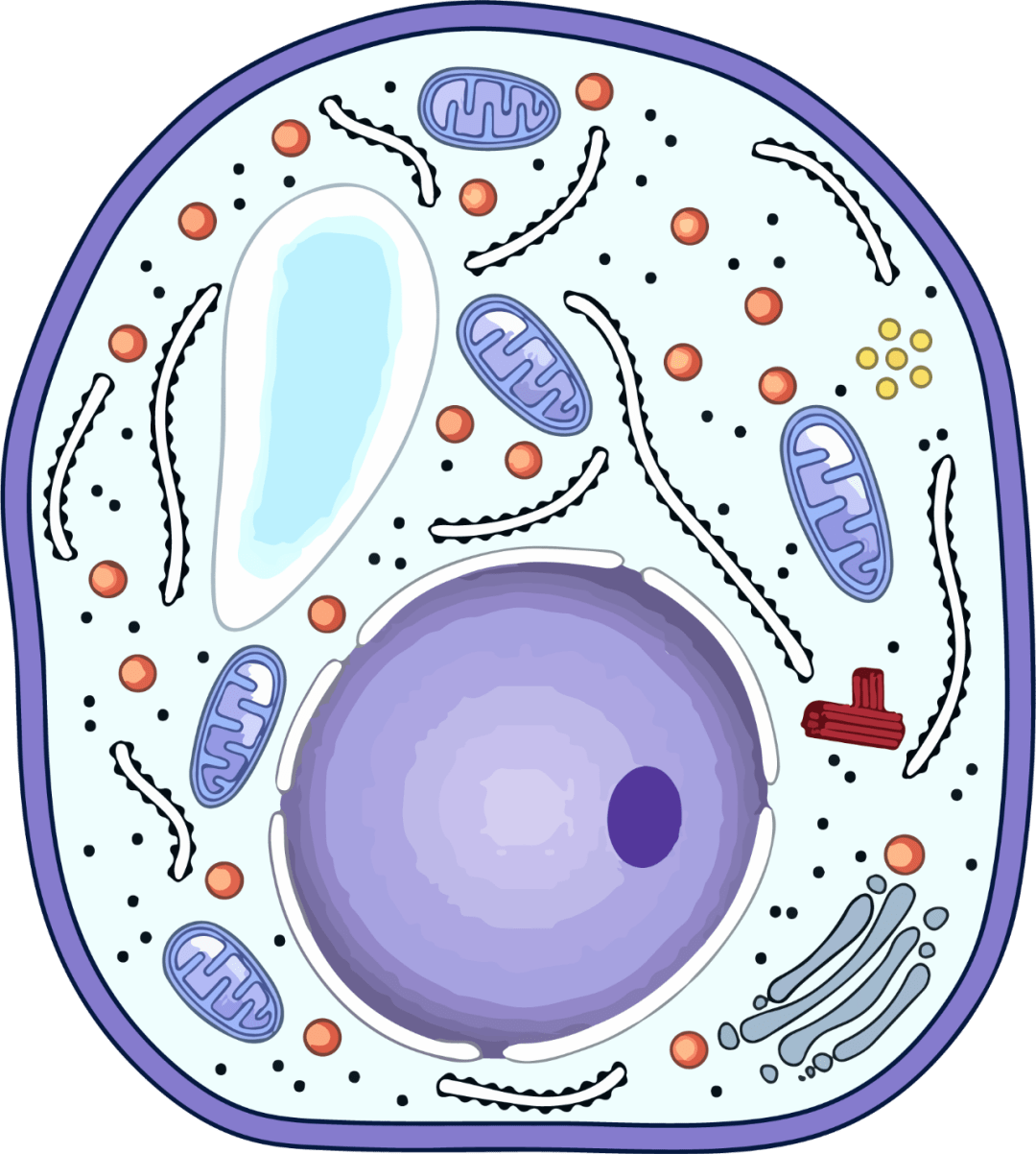高中生物细胞的结构超清图