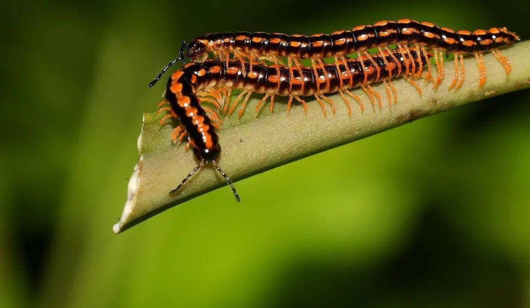 梧桐山里求偶的霍氏绕马陆.这可能就是真正的"缠绵".