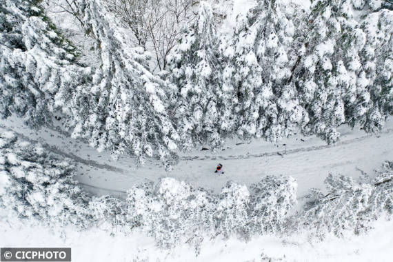 游客|飞雪迎春到