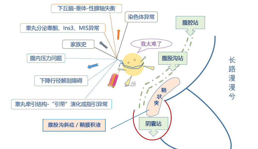 胚胎睾丸下降过程动画图片