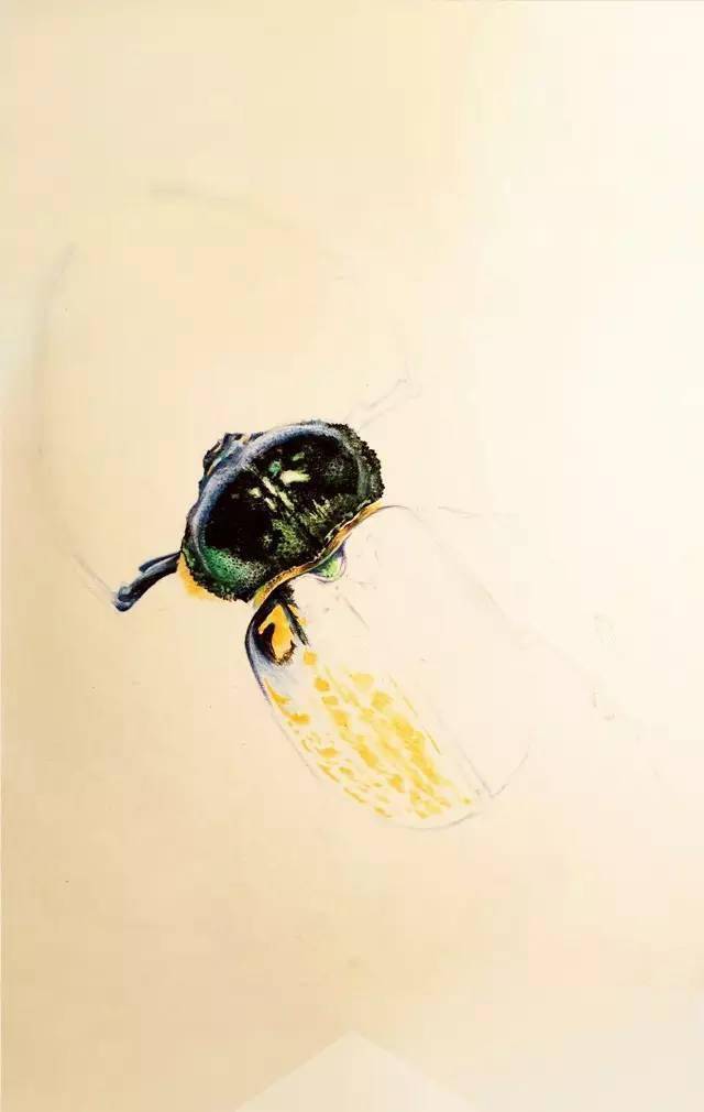 甲虫彩铅画图片