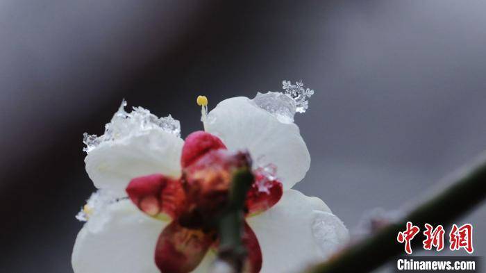 精灵|微距镜头下的雪花宛若白色精灵