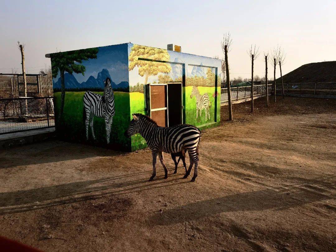 滕州野生动物园雏形初现又一遛娃好去处