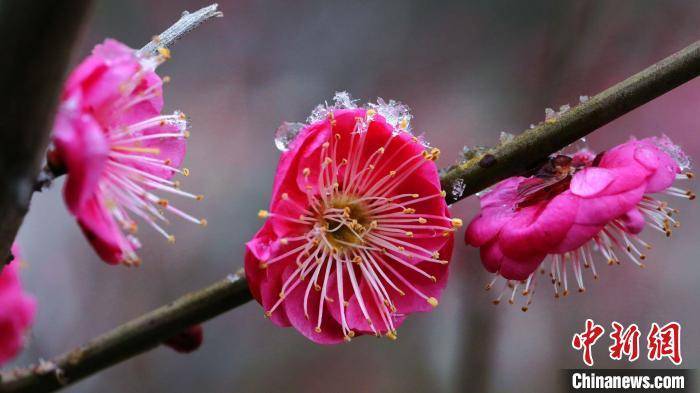 精灵|微距镜头下的雪花宛若白色精灵