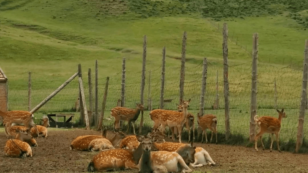 呦呦鹿鸣食野之苹初春来祁连鹿场踏春吧