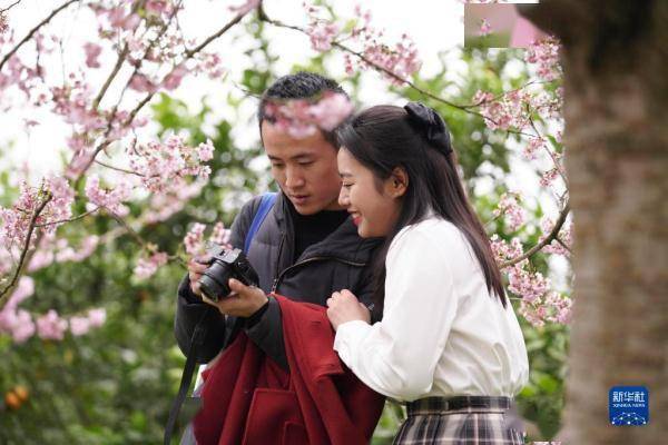 农旅|樱花盛开迎客来