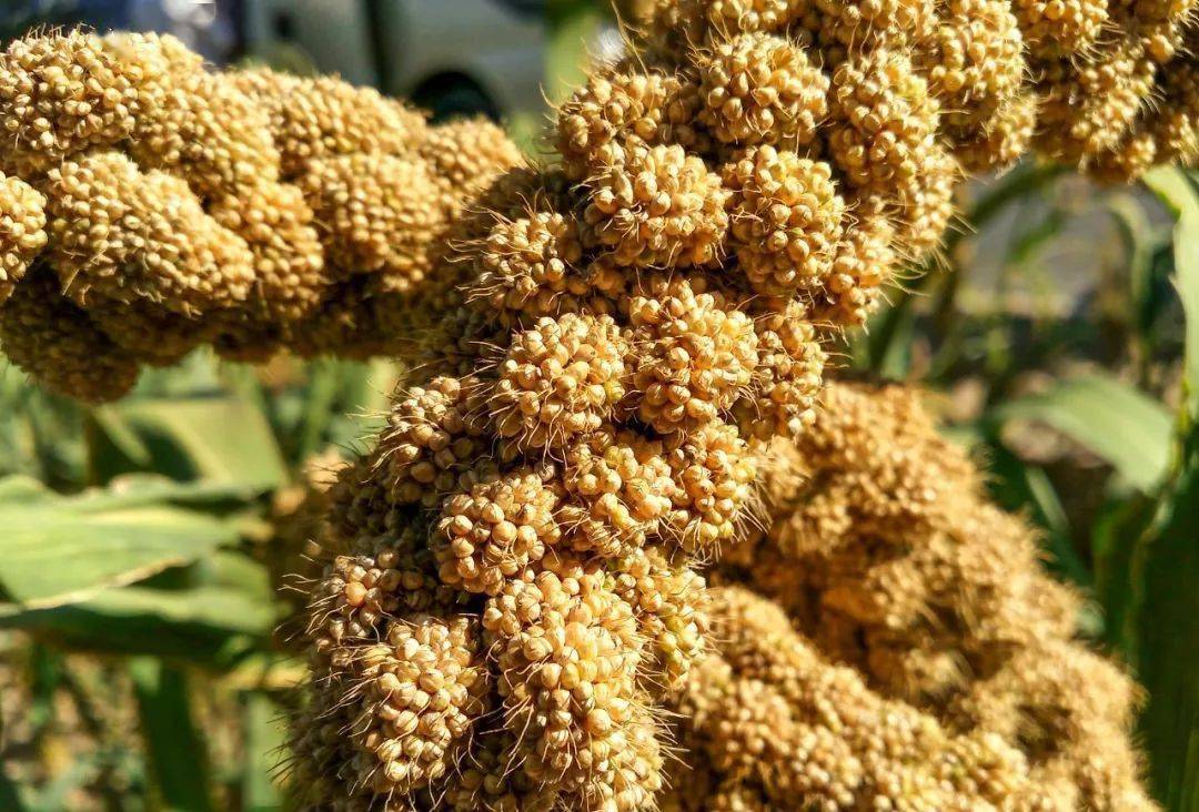 谷类是中国人的传统饮食,"五谷"指的是"稻,黍,稷,麦,菽".