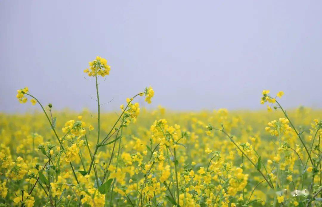 广西宾阳古辣油菜花图片