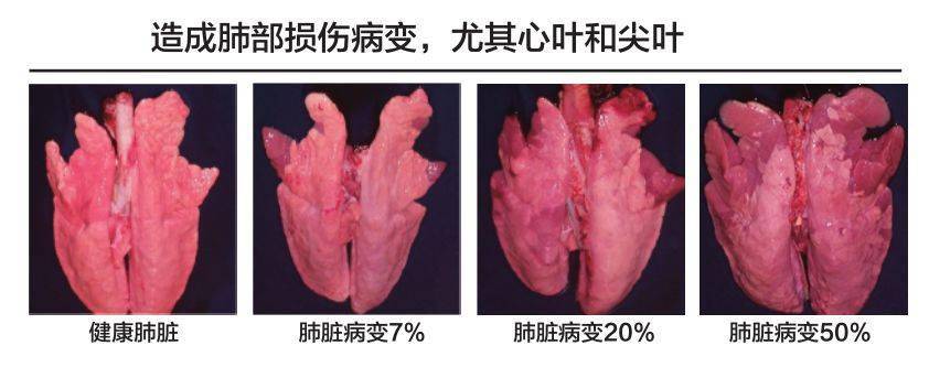 猪支原体肺炎诊断及治疗措施分享