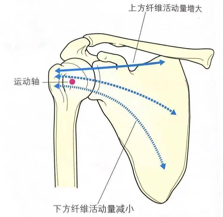 肌腱_肱骨_手指