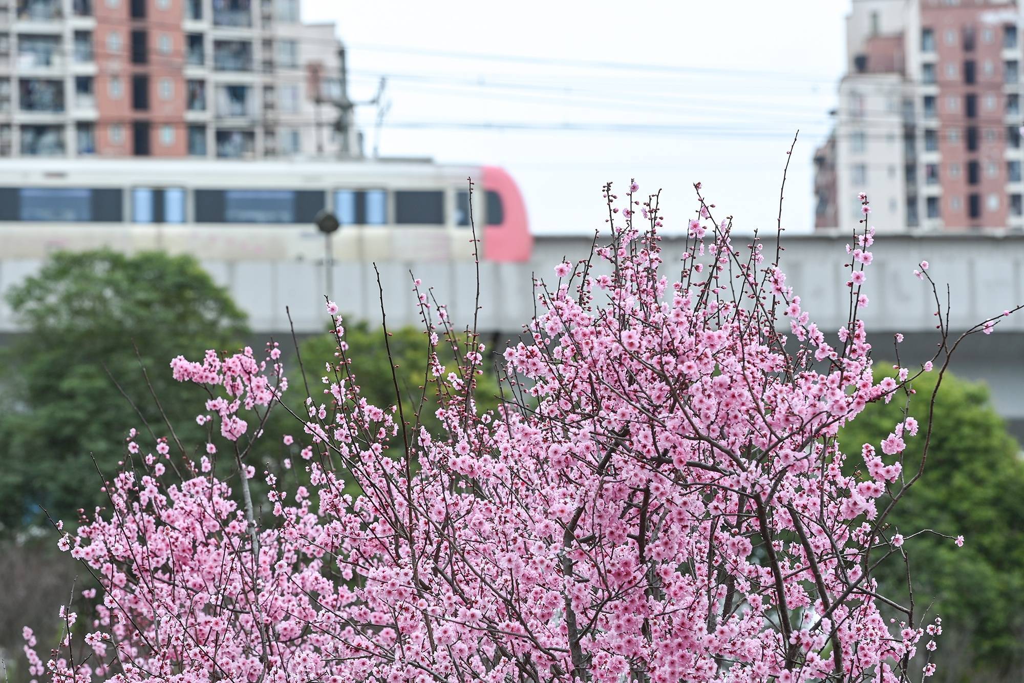 新区|开往“春天”的列车 两江新区上千株美人梅盛开