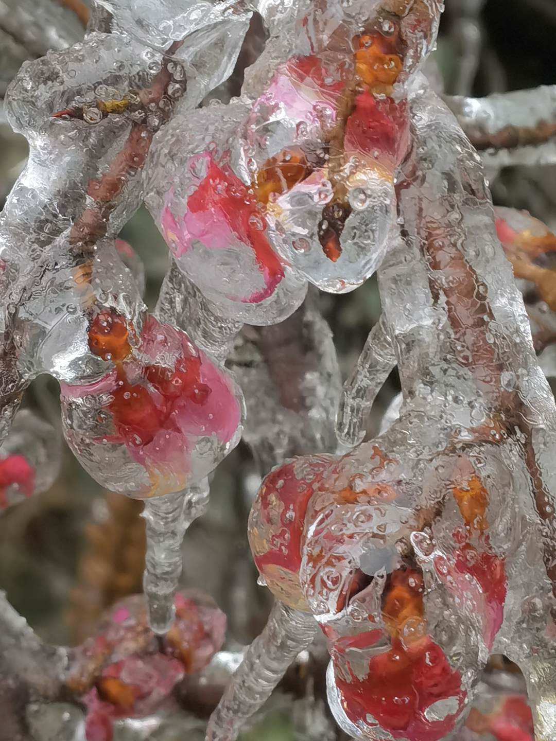 山群峰|【粤看粤美】银装素裹岭南金子山