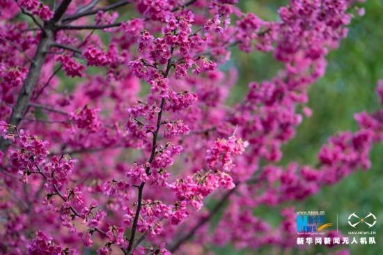 粉色|福州：让身心直达春天 这里的花开好了